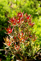 Winter Red Conebush (Leucadendron salignum 'Winter Red') at Stonegate Gardens