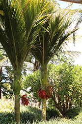 Nikau Palm (Rhopalostylis sapida) at Stonegate Gardens