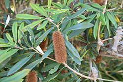 Coast Banksia (Banksia integrifolia) at Stonegate Gardens