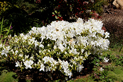 Shiro Kujaku Azalea (Rhododendron 'Shiro Kujaku') at Stonegate Gardens