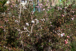 Pink Pearl Tea-Tree (Leptospermum scoparium 'Pink Pearl') at Stonegate Gardens