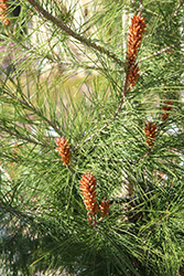 Japanese Black Pine (Pinus thunbergii) at Stonegate Gardens