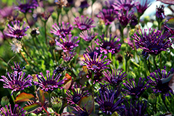 FlowerPower Spider Purple African Daisy (Osteospermum 'KLEOE16297') at Stonegate Gardens