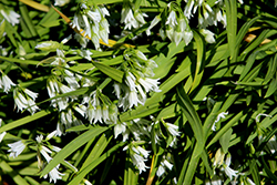 Three-cornered Leek (Allium triquetrum) at Stonegate Gardens
