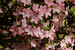 Shin Utena Azalea (Rhododendron 'Shin Utena') at Stonegate Gardens