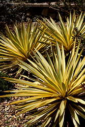Bright Star Yucca (Yucca gloriosa 'Walbristar') at Stonegate Gardens