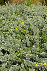 Vaalbietou (Chrysanthemoides incana) at Stonegate Gardens