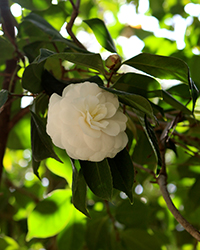 Masterpiece Camellia (Camellia japonica 'Masterpiece') at Stonegate Gardens