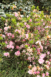 Mamie Azalea (Rhododendron 'Mamie') at Stonegate Gardens