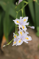 Fringed Iris (Iris japonica) at A Very Successful Garden Center