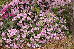 George Lindley Taber Azalea (Rhododendron 'George Lindley Taber') at Stonegate Gardens
