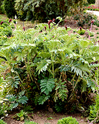 Honey Bush (Melianthus major) at Stonegate Gardens