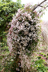 Climbing Jasmine (Jasminum polyanthum) at Stonegate Gardens