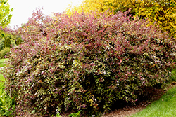 Arabian Lilac (Vitex trifolia 'Purpurea') at Stonegate Gardens