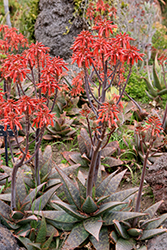 Soap Aloe (Aloe saponaria) at Stonegate Gardens