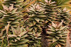 Hellskloof Bells Aloe (Aloe 'Hellskloof Bells') at Stonegate Gardens