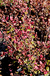 Red Dragon New Zealand Myrtle (Lophomyrtus x ralphii 'Red Dragon') at Stonegate Gardens