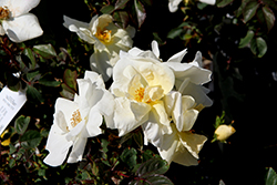 Veranda White Rose (Rosa 'KORfloci111') at Lakeshore Garden Centres