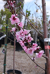 Spicezee Nectaplum (Prunus 'Spicezee') at Stonegate Gardens