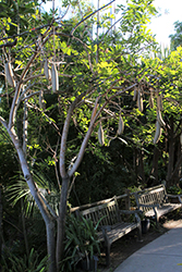 Sausage Tree (Kigelia pinnata) at Stonegate Gardens