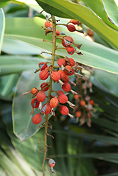 Shell Ginger (Alpinia zerumbet) at Stonegate Gardens