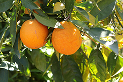 Washington Navel Orange (Citrus sinensis 'Washington Navel') at Stonegate Gardens