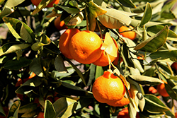 Dancy Tangerine (Citrus reticulata 'Dancy') at Stonegate Gardens