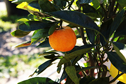 Gold Nugget Mandarin (Citrus reticulata 'Gold Nugget') at Stonegate Gardens