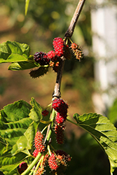 Black Mulberry (Morus nigra) at Stonegate Gardens