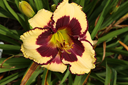 Fight The Good Fight Daylily (Hemerocallis 'Fight The Good Fight') at Stonegate Gardens