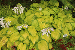 Stained Glass Hosta (Hosta 'Stained Glass') at Lakeshore Garden Centres