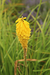 Sally's Comet Torchlily (Kniphofia 'Sally's Comet') at Lakeshore Garden Centres