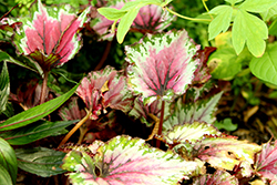 Jurassic Jr. Berry Swirl Begonia (Begonia 'Jurassic Jr. Berry Swirl') at Stonegate Gardens