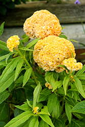Twisted Yellow Celosia (Celosia cristata 'Twisted Yellow') at Stonegate Gardens