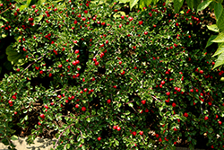Ursynow Cotoneaster (Cotoneaster dammeri 'Ursynow') at Stonegate Gardens