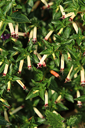 Blackberry Sparkler Cuphea (Cuphea 'Blackberry Sparkler') at Lakeshore Garden Centres