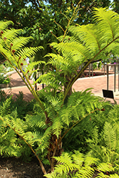 Rough Tree Fern (Cyathea australis) at Stonegate Gardens