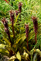 African Night Pineapple Lily (Eucomis 'African Night') at Stonegate Gardens