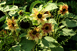 ProCut Plum Sunflower (Helianthus annuus 'ProCut Plum') at Stonegate Gardens