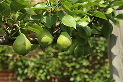 Burford Pear (Pyrus communis 'Burford') at Lakeshore Garden Centres