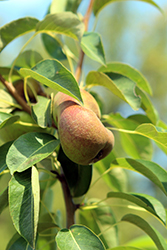Comice Pear (Pyrus communis 'Comice') at Lakeshore Garden Centres