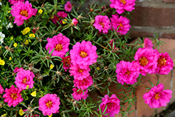 Happy Hour Fuchsia Portulaca (Portulaca grandiflora 'PAS752657') at Lakeshore Garden Centres