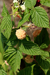 Anne Raspberry (Rubus idaeus 'Anne') at Stonegate Gardens