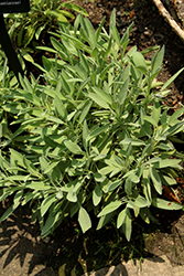 Extrakta Sage (Salvia officinalis 'Extrakta') at Stonegate Gardens