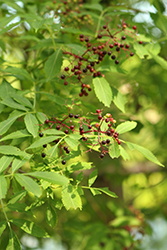 American Elder (Sambucus canadensis) at Lakeshore Garden Centres