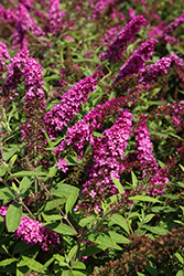 Lo & Behold Ruby Chip Butterfly Bush (Buddleia 'SMNBDD') at Lakeshore Garden Centres