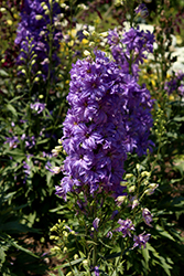 Delgenius Breezin Larkspur (Delphinium 'Breezin') at Lakeshore Garden Centres