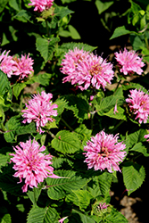 Marje Pink Beebalm (Monarda 'Marje Pink') at A Very Successful Garden Center