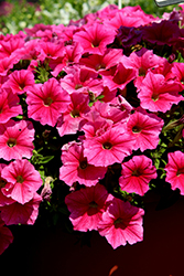 CannonBall Pink Petunia (Petunia 'Balcannink') at Lakeshore Garden Centres