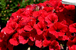 CannonBall Red Petunia (Petunia 'Balcanned') at Stonegate Gardens